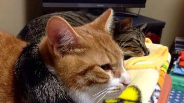 Ya Ampun Lucu Banget Cara Kucing Ini Menghangatkan Dirinya
