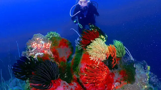 Turut Bersihkan Sampah, Ini 7 Potret Prilly Latuconsina Diving di Pulau Sangiang