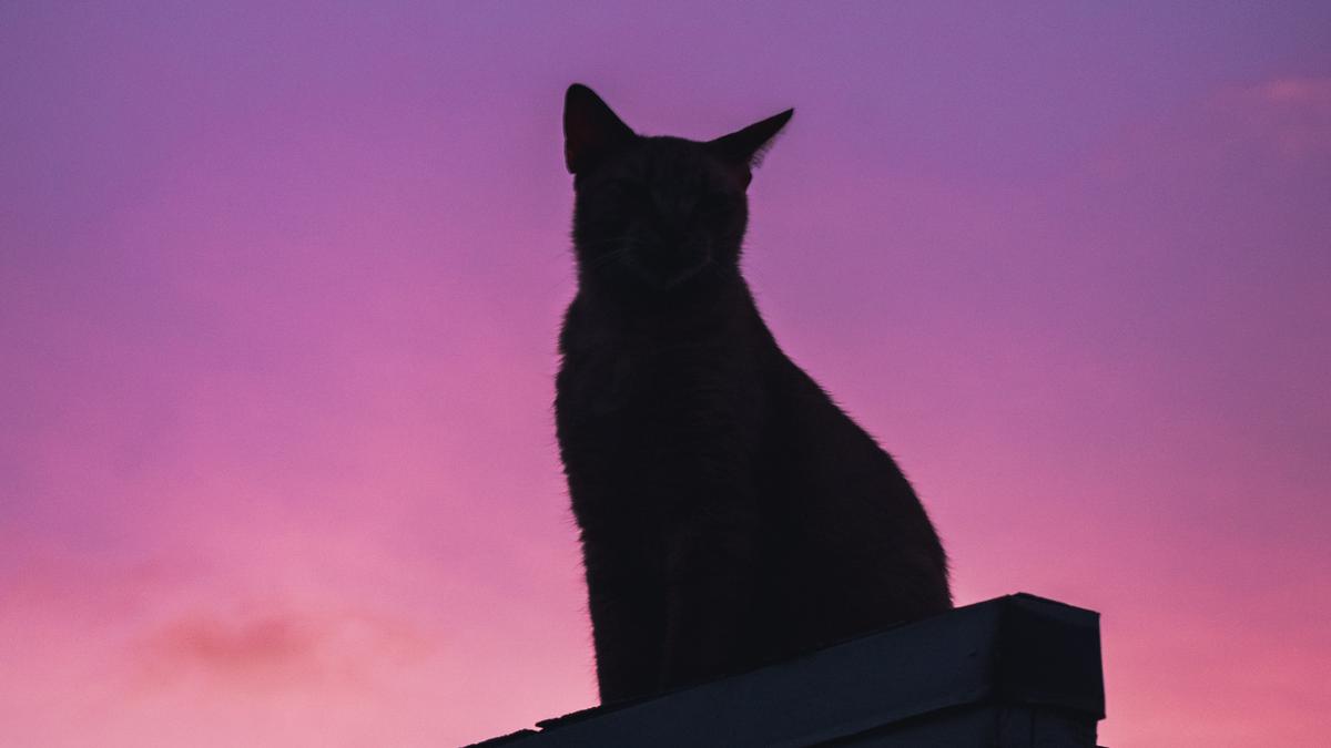 Arti Mimpi Kucing Hitam yang Sering Ditakutkan - Lifestyle