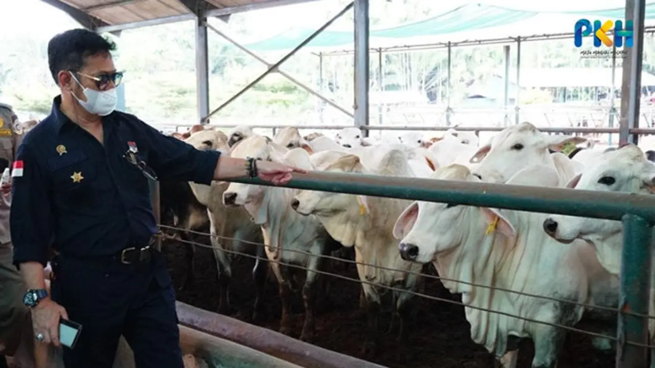 Stok Sapi Siap Potong Aman hingga Lebaran, Mentan SYL: Masyarakat Tidak Perlu Khawatir