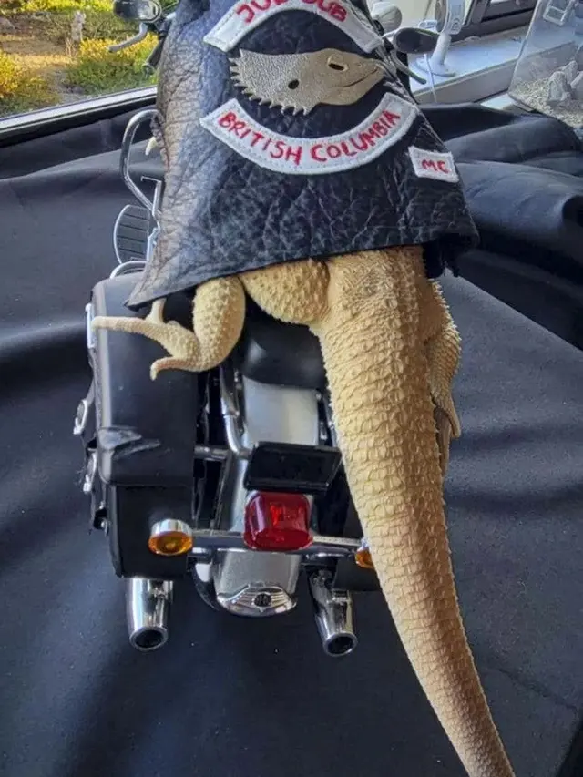 Kostum Lucu Iguana