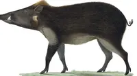 Sketsa babi kutil Bawean yang dibuat ilmuwan Belanda pada 1839-1844 (geheugenvannederland.nl)
