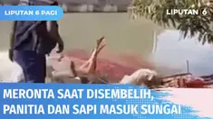 Sapi kurban terlepas dan mengamuk saat hendak disembelih kembali dialami panitia kurban di sejumlah daerah di Tanah Air. Sapi mengamuk di Bekasi saat disembelih, panitia dan sapi ikut masuk ke sungai.
