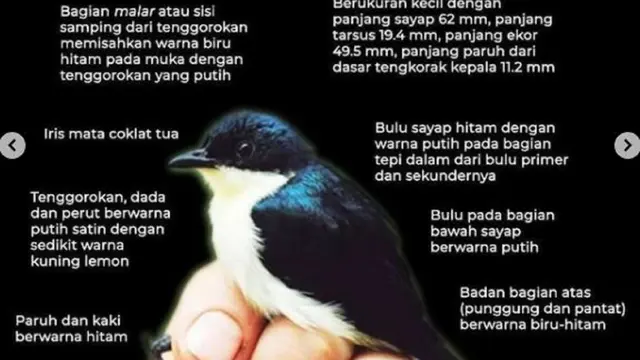 Burungbuah Satin
