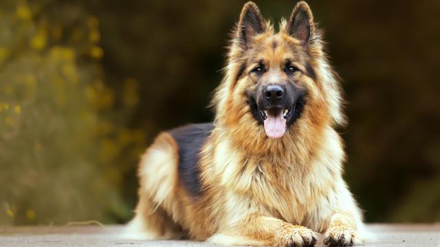 German Shepherd