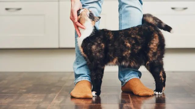 Ilustrasi kucing