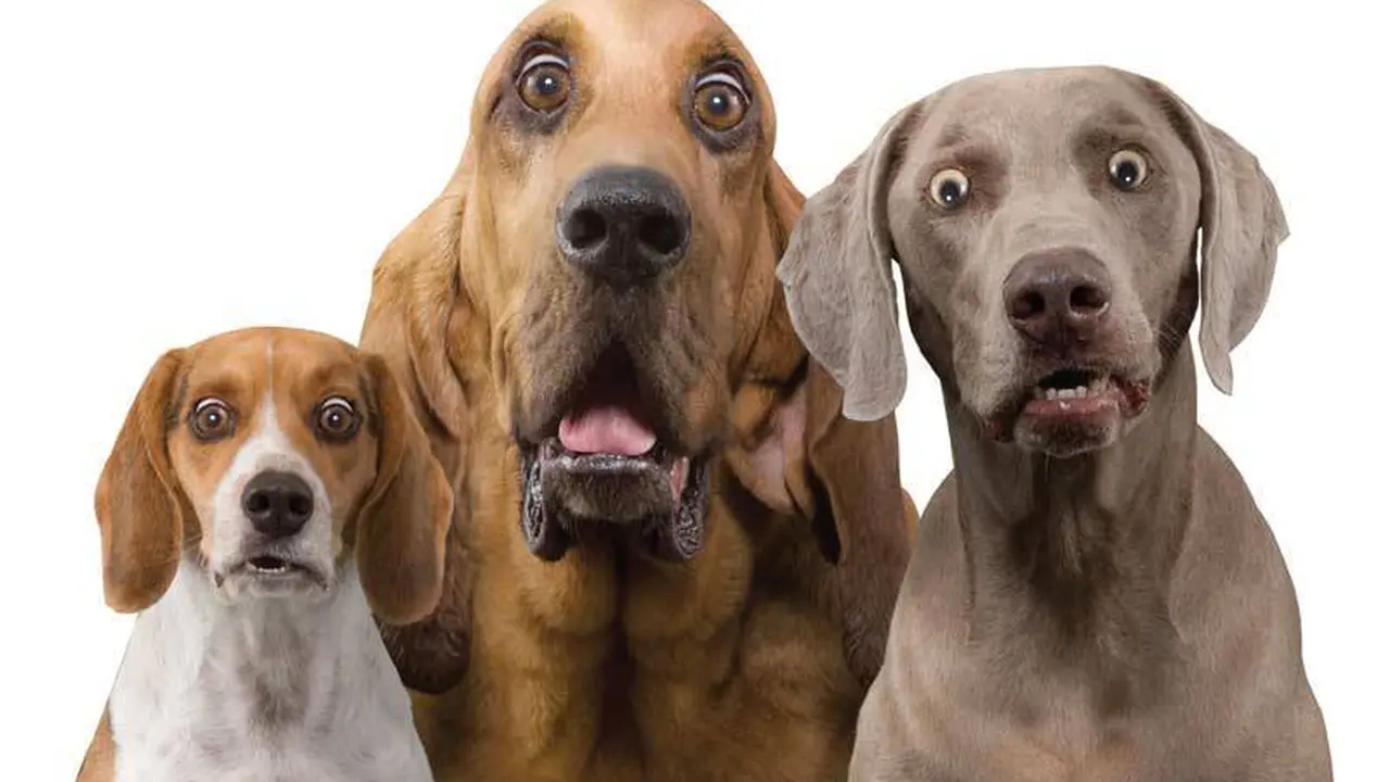 Para Anjing yang Tak Kehilangan Keimutannya Meski Sudah Dewasa