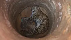 Seekor macan tutul terperosok ke dalam sumur kering yang berada di kawasan permukiman Guwahati di India, Rabu (13/12). Macan tutul dewasa tersebut terjebak di sebuah sumur yang berdiameter agak sempit. (AP Photo/Anupam Nath)