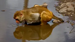 Seekor monyet minum dari genangan air di Cayo Santiago, yang dikenal sebagai Pulau Monyet, di Puerto Rico, 4 Oktober 2017. Setelah puluhan tahun berada di tempat tersebut, populasi monyet di Cayo Santiago meningkat menjadi ribuan. (AP/Ramon Espinosa)