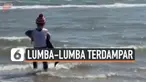 Seekor bayi lumba-lumba ditemukan terdampar di sebuah pantai yang tak diketahui lokasinya. Beruntung, ada seorang wanita yang berhasil menyelamatkan bayi lumba-lumba tersebut.