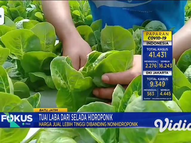 Video Mendulang Untung Dari Bisnis Selada Hidroponik Surabaya