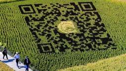 Desain kode QR yang dibuat dengan menggunakan varietas padi terlihat di persawahan saat musim panen di Shenyang, China (20/9). Pembuatan karya seni ini juga untuk meningkatkan pendapatan petani setempat. (AFP Photo/Str/China Out)