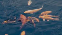 4 Tips Ternak Ikan Mas Pakai Kolam Terpal Kecil untuk Pemula