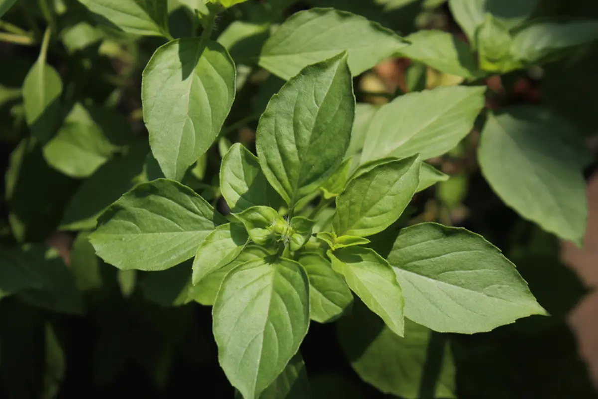 daun kemangi