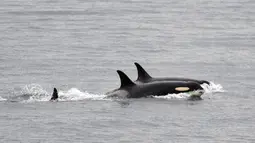 Paus pembunuh J35 (depan) berenang dengan kelompoknya dekat San Juan, Pulau di Washington, Alaska, Amerika Serikat, Sabtu (11/8). J35 terlihat berenang mengejar sekelompok salmon dan tak lagi membawa bayinya yang mati. (Center for Whale Research via AP)