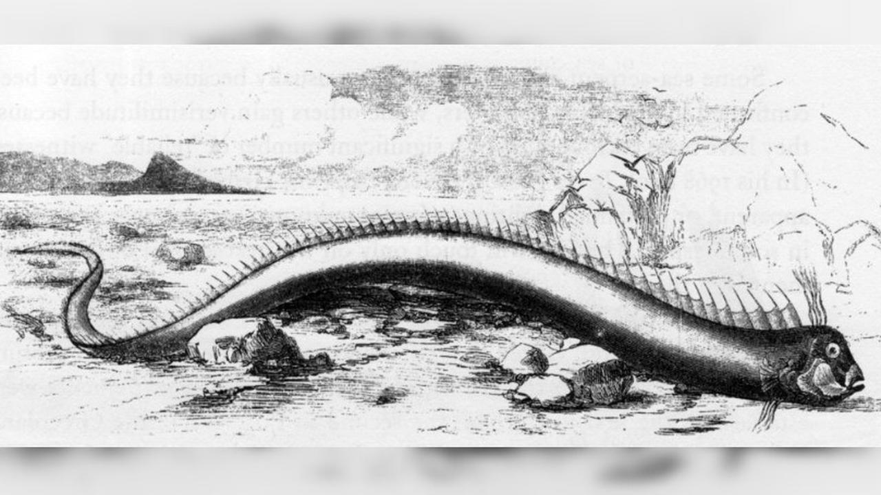 Ilustrasi oarfish yang ditemukan di Bermuda 1860 (Wikimedia Commons)