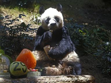 Panda raksasa China An An merayakan ulang tahunnya yang ke-29 di Ocean Park di Hong Kong pada 28 Juli 2015. Panda raksasa jantan tertua di dunia yang pernah ditahan pada Kamis, 21 Juli 2022 mati setelah di-eutanasia di Hong Kong, menyusul memburuknya kesehatannya dalam beberapa pekan terakhir. (AP Photo/Kin Cheung)