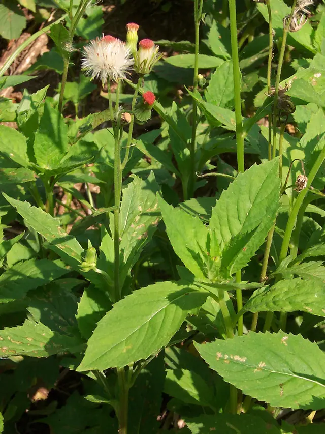 Daun Sintrong (Wikimedia Commons)