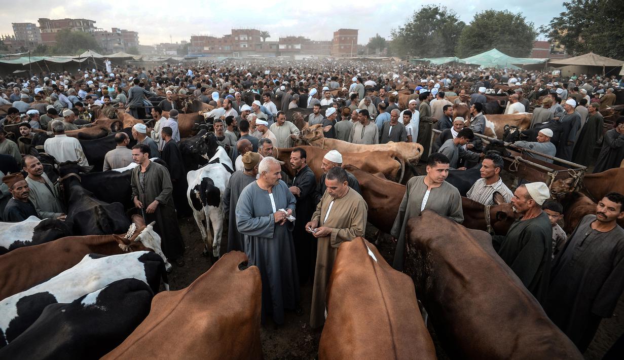 Aktivitas pedagang ternak dan pembeli menjelang Idul Adha di pasar Ashmun, Mesir, Rabu (15/8). Dalam Perayaan Idul Adha, umat islam di seluruh dunia akan menyembelih hewan ternak seperti kambing, domba, onta, sapi dan kerbau. (AFP/Mohamed el-Shahed)