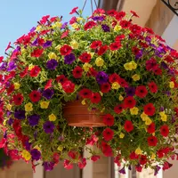 Tanaman Gantung untuk Teras Rumah (Image by Gemini AI)