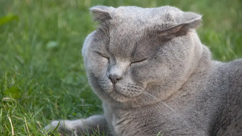Jadi Peliharaan yang Tengah Naik Daun, Ini 10 Fakta Unik Kucing Scottish Fold