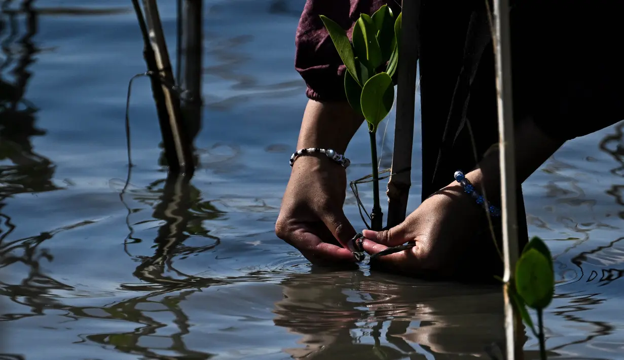 Peringatan Hari Lingkungan Hidup tahun 2024 difokuskan pada sejumlah kegiatan, diantaranya pemulihan lahan, pengendalian desertifikasi, dan ketahanan terhadap kekeringan. (CHAIDEER MAHYUDDIN/AFP)