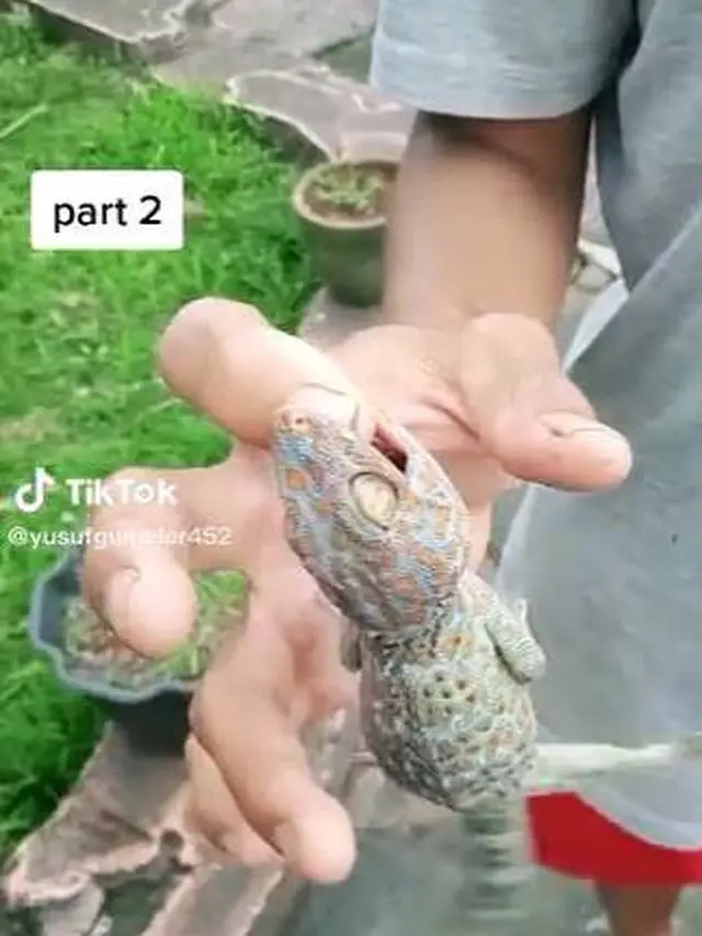 6 Potret Nyeleneh Orang Digigit Tokek Ini Bikin Ngilu
