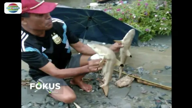 Viral video warga Kampung Kemiri temukan empat ekor hiu pekarangan rumah usai banjir bandang di Sentani, Papua.