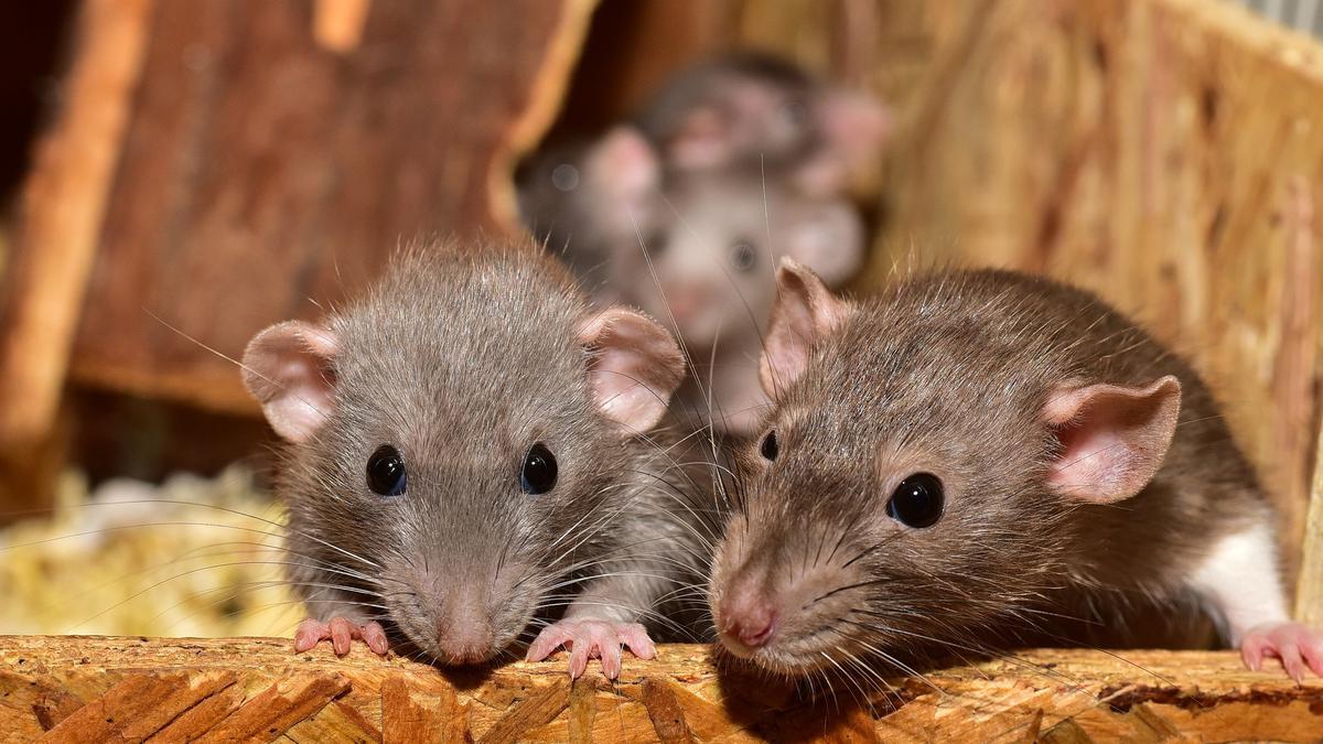Makna Tersembunyi Di Balik Mimpi Dikejar Tikus