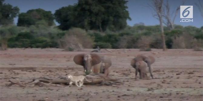 VIDEO: Kawanan Gajah Kejar Singa di Kenya