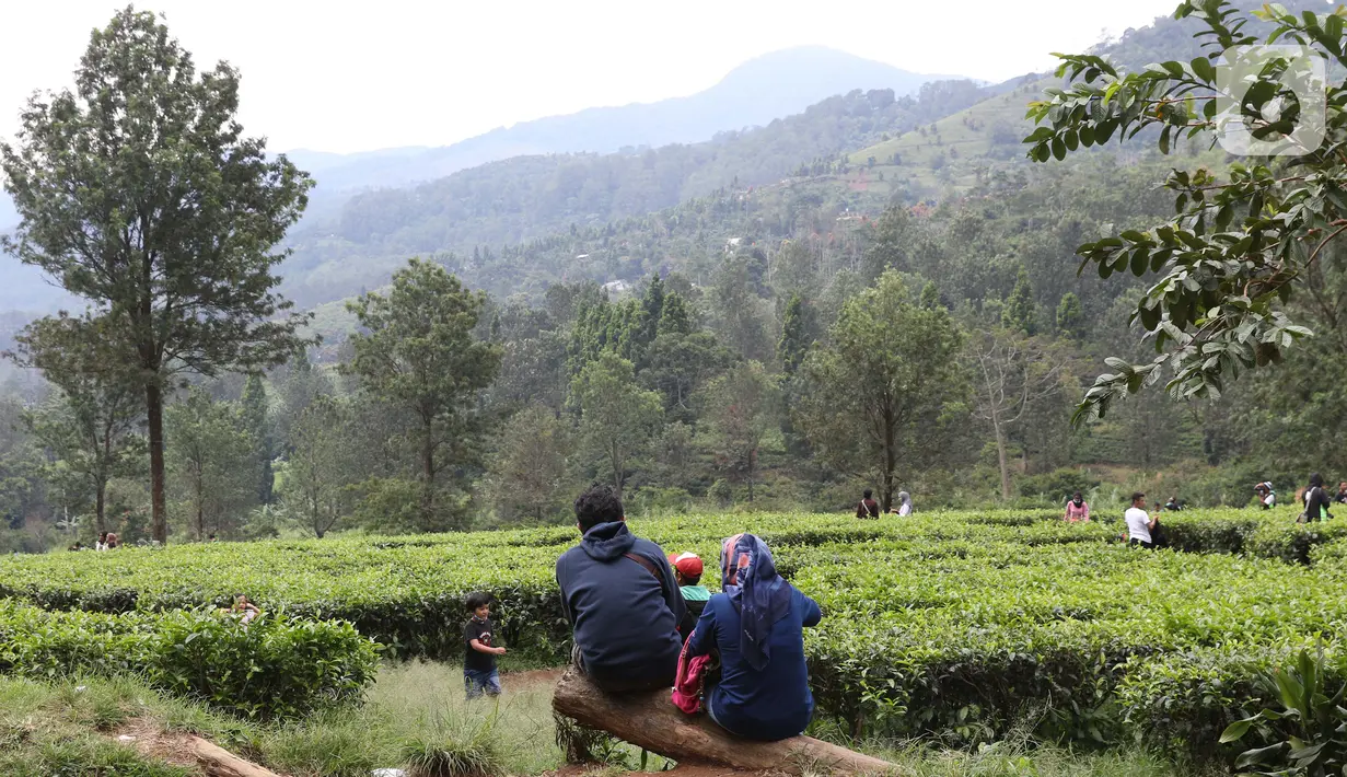 Warga beristirahat di kawasan wisata Kebun teh Puncak Kabupaten Bogor Jawa Barat, Sabtu (31/10/2020). Libur panjang peringatan Maulid Nabi Muhammad SAW dimanfaatkan warga untuk mengunjungi lokasi-lokasi wiisata. (Liputan6.com/Helmi Fithriansyah)