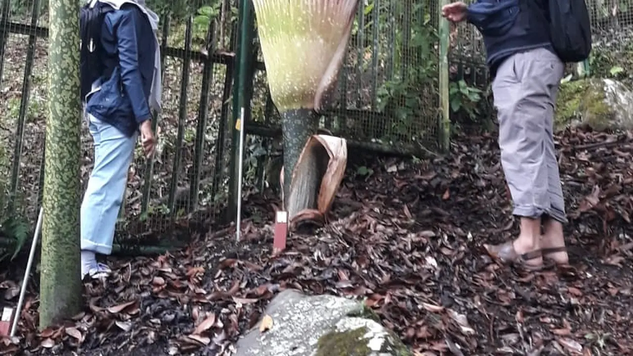 Bunga Bangkai
