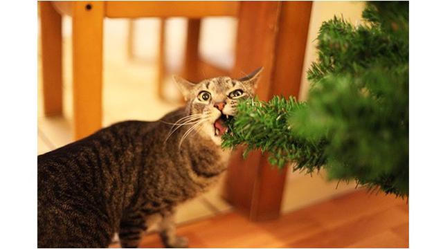 8 Potret Tingkah Kucing Merusak Pohon Natal, Bikin Tepuk Jidat