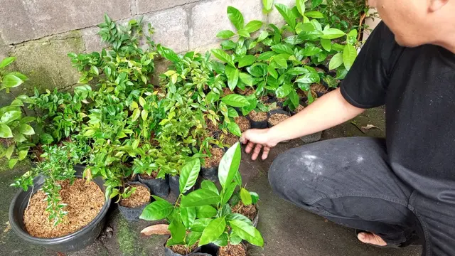 Rahasia Bibit Tabulampot yang Berbuah Lebat ala Perkebunan di Jogja