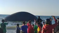 Foto: Bangkai paus biru terdampar di pantai Namosain, Kota Kupang NTT (Liputan6.com/Ola Keda)