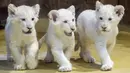 Tiga singa putih langka menjelajahi kandang mereka di kebun binatang di Magdeburg, Jerman, Rabu (15/1/2020). Tiga singa putih langka berjenis kelamin satu jantan dan dua betina tersebut lahir pada 11 November 2019. (AP Photo/Jens Meyer)