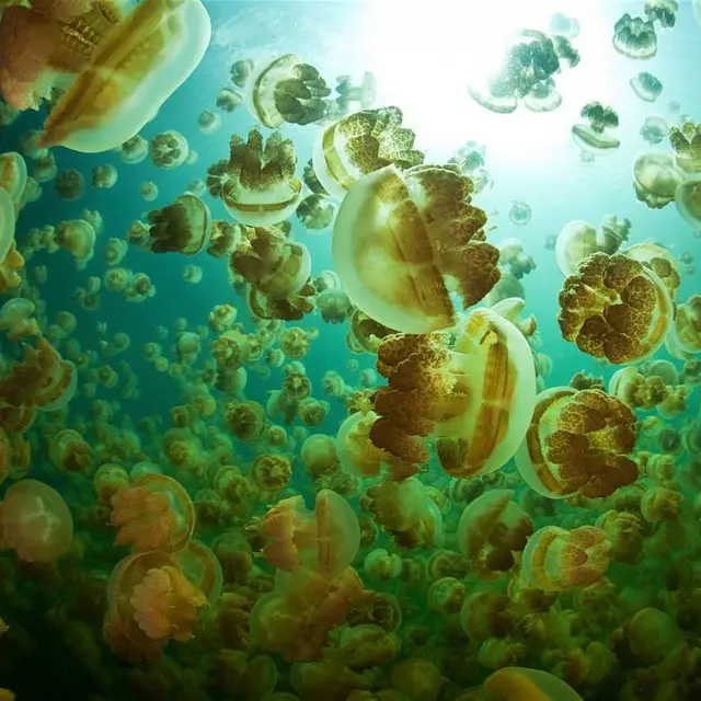 Danau Karawapop, Raja Ampat