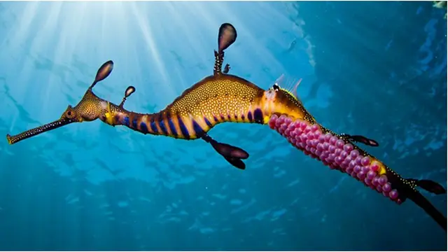 Courtesy Richard Wylie/National Geographic