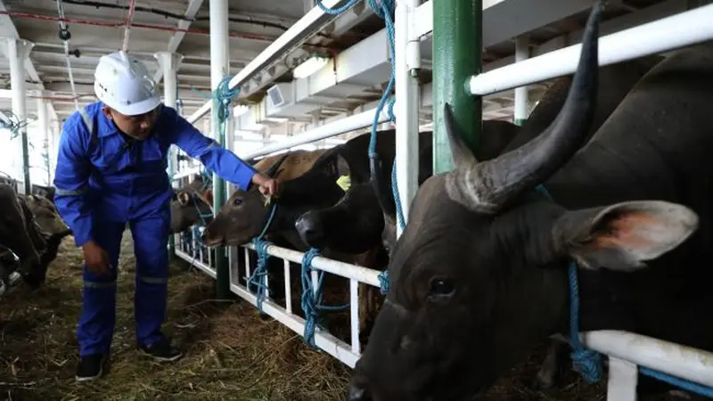 Targetkan Swasembada Daging Sapi, Kemenhub Lepas Pelayaran Kapal Khusus Ternak Perdana