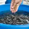 Hitungan Modal Ternak Lele Sedikit-Sedikit tapi Bisa Menghasilkan, Mulai dari Satu Kolam