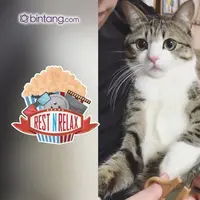 Kucing Ini Tenang Saat Potong Kuku