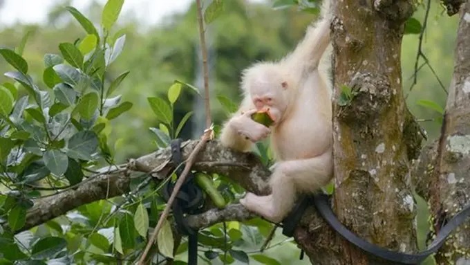 Orangutan albino/Copyright merdeka.com/ HO/BOS Nyaru Menteng