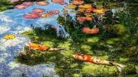 Kolam Monet atau Monet's Pond jadi salah satu destinasi wisata yang sangat populer di Jepang (Dok.Instagram/@lotus.m.lotus/https://www.instagram.com/p/BoAXjD7Brnm/?hl=en/Komarudin)