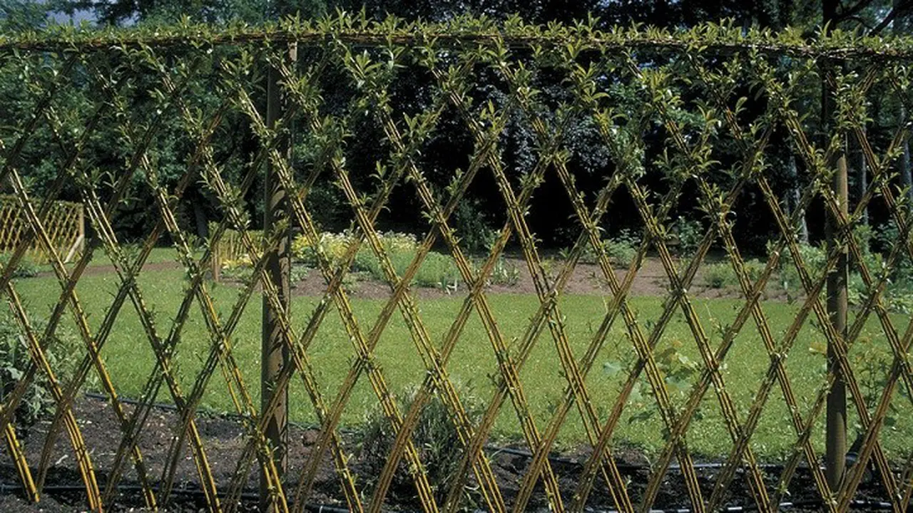 Espalier, Pagar Hidup nan Menawan di Pekarangan