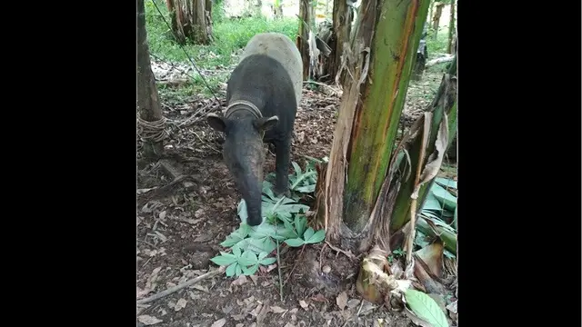 Tapir Langka di Jambi
