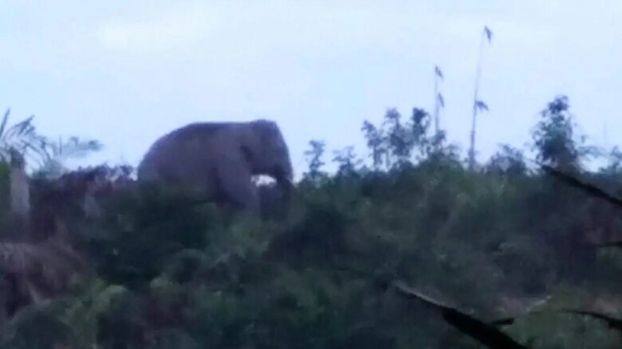 Gajah di Riau yang pernah mendekati pemukiman dan masuk kebun masyarakat.