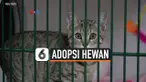 adopsi hewan
