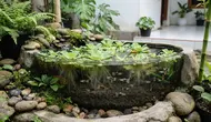 10 Kombinasi Batu Tanaman dan Ikan Untuk Mini Pond, Rahasia Air Jernih Alami Tanpa Filter