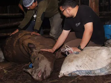 Aktivis lingkungan Indonesia memeriksa kondisi badak sumatera langka yang mati di Kutai, Kalimantan Timur  (4/4). Badak tersebut ditemukan di lubang perangkap dengan kondisi terluka parah dan akhirnya mati. (AFP PHOTO/WWF)