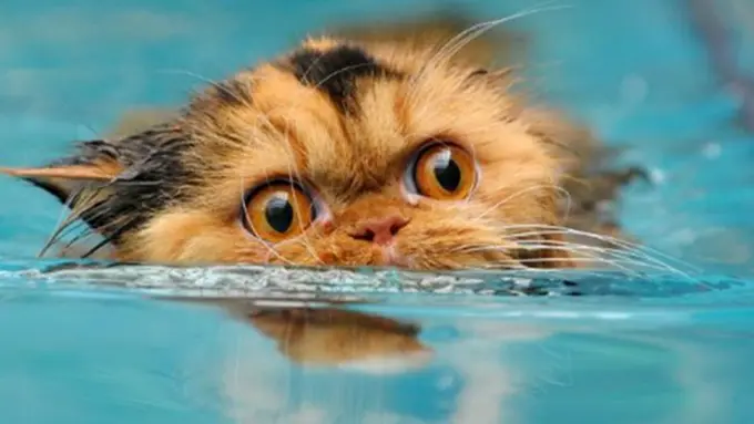 10 Aksi Kucing Berjuang Melawan Air